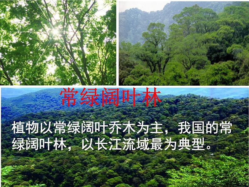 北师大版七年级上册生物  7.2 我国的植物资源 课件08