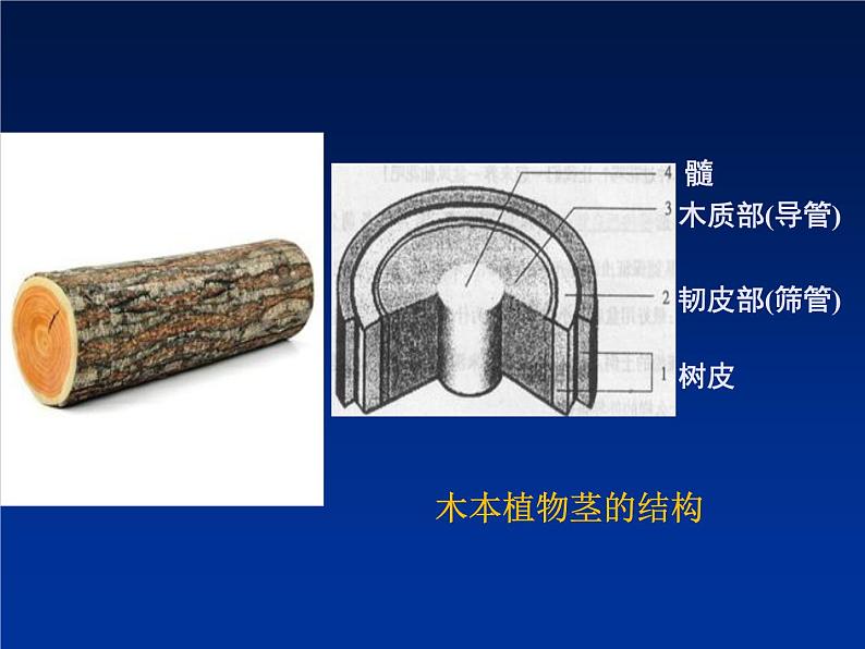 北师大版七年级上册生物  5.5 运输作用 课件04