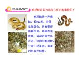 北师大版七年级上册生物  2.2 生物学研究的基本方法 课件