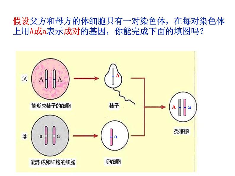 北师大版八年级上册生物  20.4 性别和性别决定 课件第2页