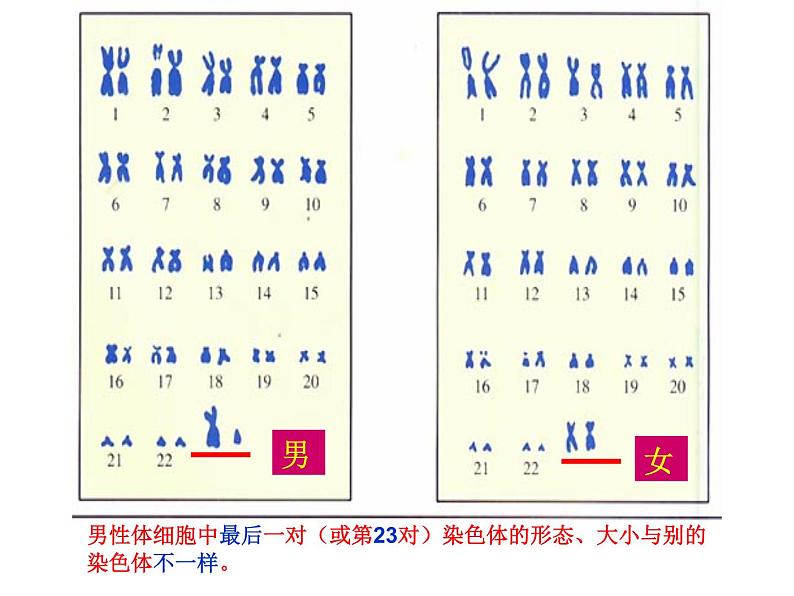 北师大版八年级上册生物  20.4 性别和性别决定 课件第5页