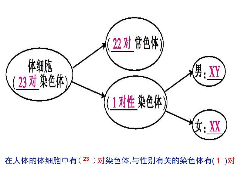 北师大版八年级上册生物  20.4 性别和性别决定 课件第6页