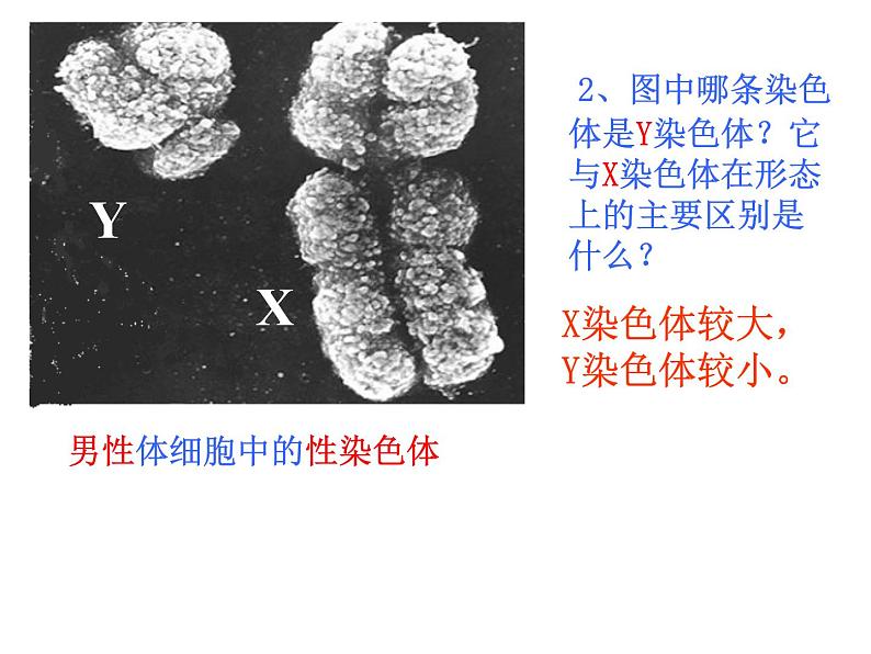 北师大版八年级上册生物  20.4 性别和性别决定 课件第7页