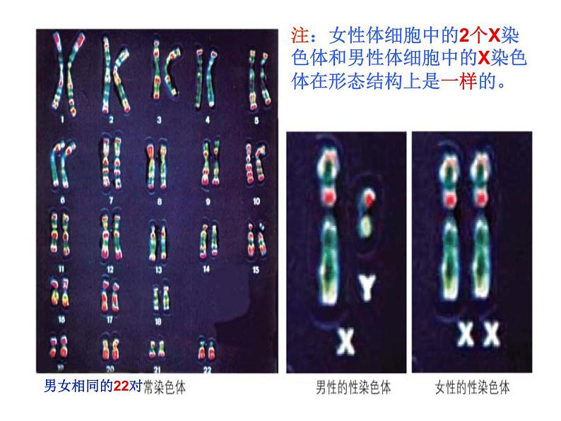 北师大版八年级上册生物  20.4 性别和性别决定 课件第8页