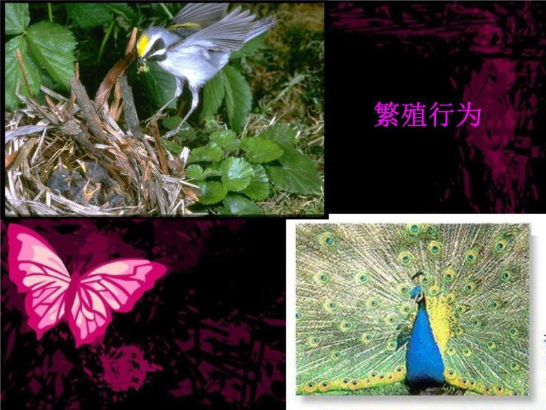 北师大版八年级上册生物  16.3 动物行为的研究 课件02