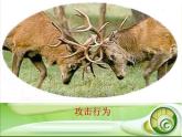 北师大版八年级上册生物  16.3 动物行为的研究 课件