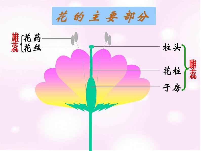 北师大版八年级上册生物  19.3 植物的生殖方式 课件08