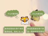 北师大版八年级上册生物  20.5 遗传与环境 课件