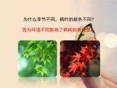 北师大版八年级上册生物  20.5 遗传与环境 课件
