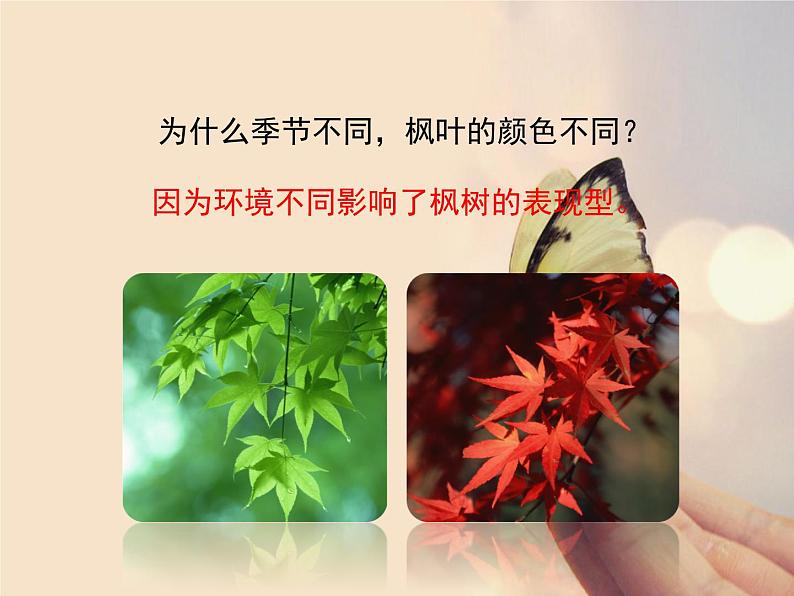 北师大版八年级上册生物  20.5 遗传与环境 课件05