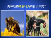 北师大版八年级上册生物  16.1 先天性行为和后天学习行为 课件