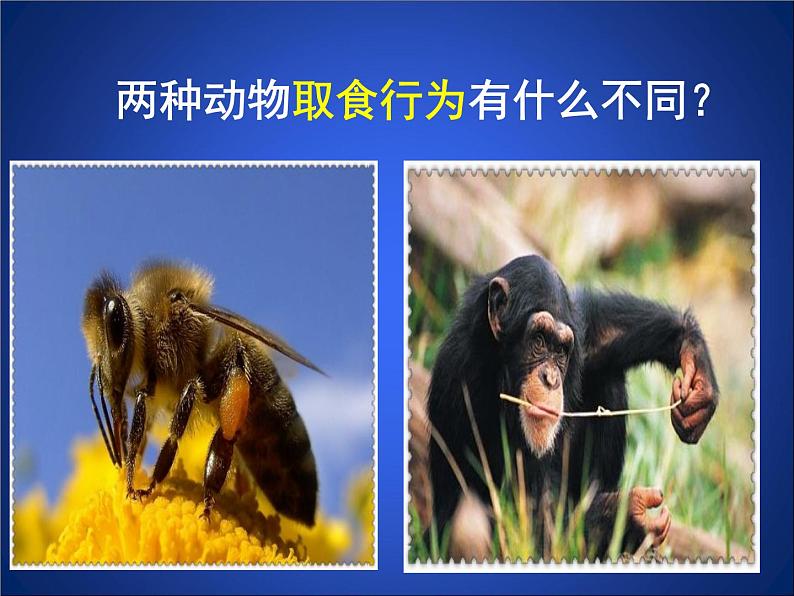 北师大版八年级上册生物  16.1 先天性行为和后天学习行为 课件02