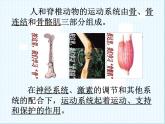 北师大版八年级上册生物  15.2 动物运动的形成 课件