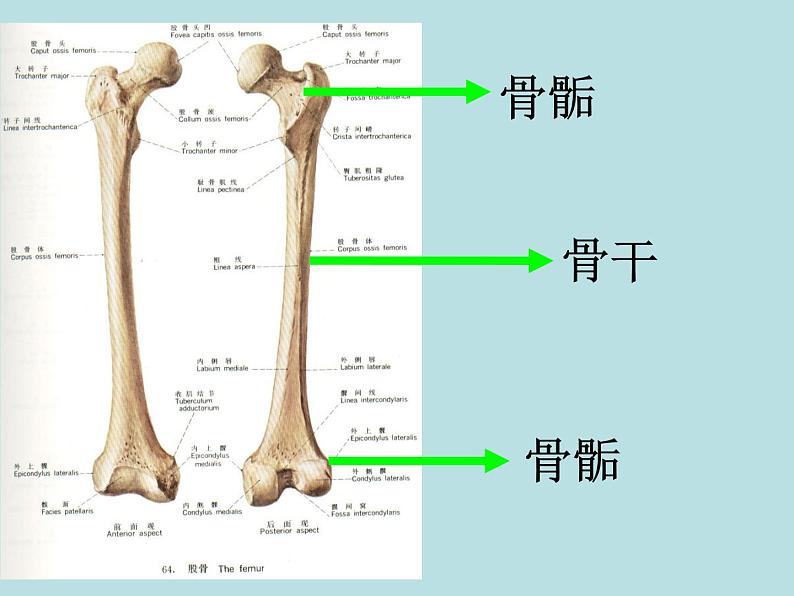 北师大版八年级上册生物  15.2 动物运动的形成 课件第5页