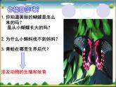 北师大版八年级上册生物  19.2 动物的生殖和发育 课件
