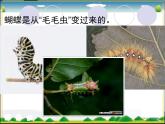 北师大版八年级上册生物  19.2 动物的生殖和发育 课件