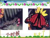 北师大版八年级上册生物  19.2 动物的生殖和发育 课件