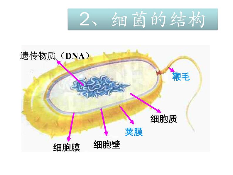 北师大版八年级上册生物  18.1 微生物在生物圈中的作用 课件06