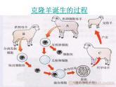 北师大版八年级上册生物  20.2 性状遗传的物质基础 课件