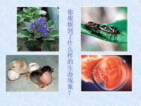 北师大版八年级上册第六单元  生命的延续第19章  生物的生殖和发育第1节   人的生殖和发育图文ppt课件