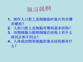 人教版七年级上册生物  2.1.3 动物细胞 课件
