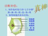 人教版七年级上册生物  2.1.3 动物细胞 课件