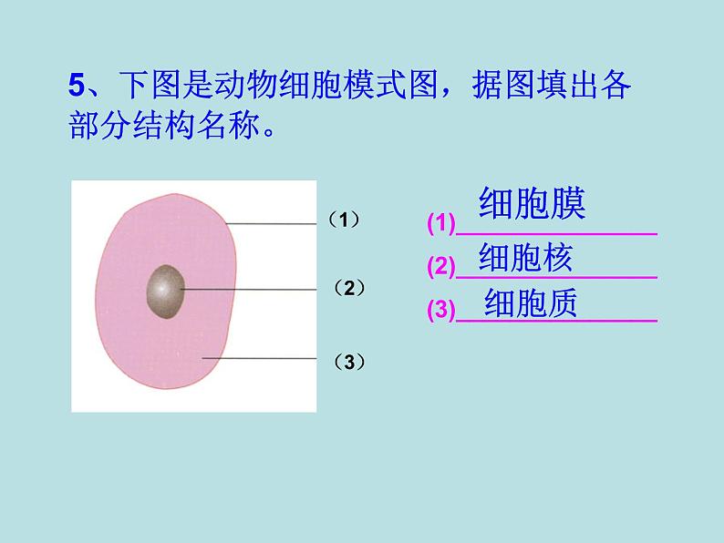 人教版七年级上册生物  2.1.3 动物细胞 课件第4页