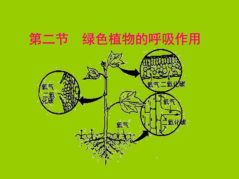 人教版七年级上册生物  3.5.2 绿色植物的呼吸作用 课件01