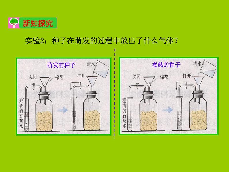 人教版七年级上册生物  3.5.2 绿色植物的呼吸作用 课件06