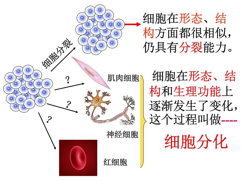 人教版七年级上册生物  2.2.2 动物体的结构层次 课件07