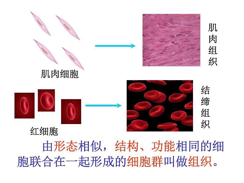 人教版七年级上册生物  2.2.2 动物体的结构层次 课件08