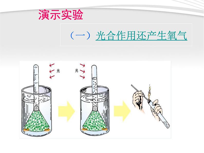 人教版七年级上册生物  3.5.1 光合作用吸收二氧化碳释放氧气 课件06