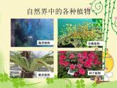 人教版七年级上册生物  3.1.2 种子植物 课件