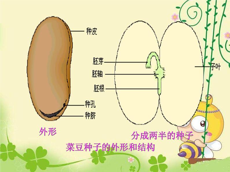 人教版七年级上册生物  3.1.2 种子植物 课件07