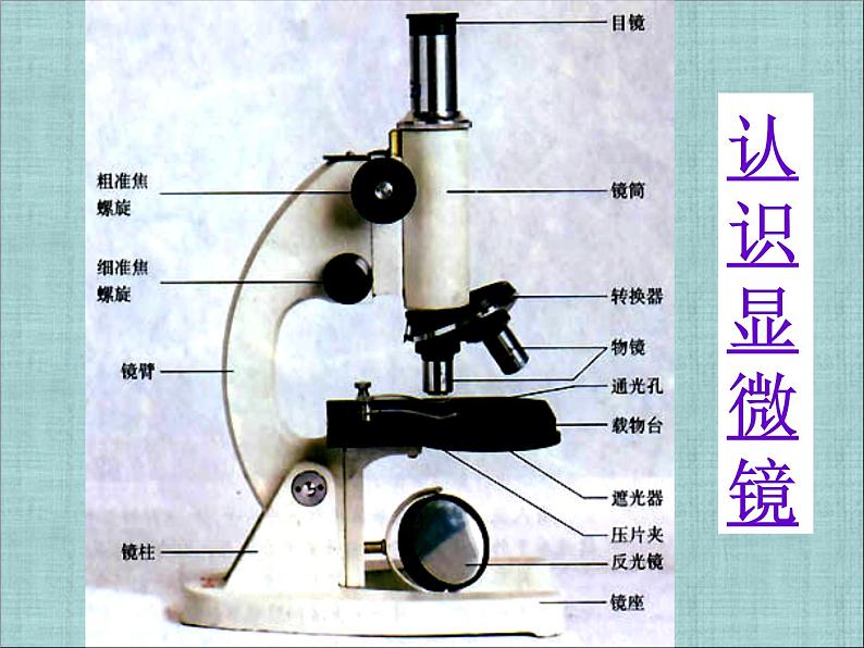 人教版七年级上册生物  2.1.1 练习使用显微镜 课件03