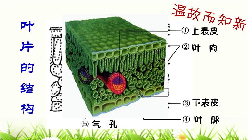 人教版七年级上册生物  3.3 绿色植物与生物圈的水循环 课件02