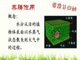 人教版七年级上册生物  3.3 绿色植物与生物圈的水循环 课件