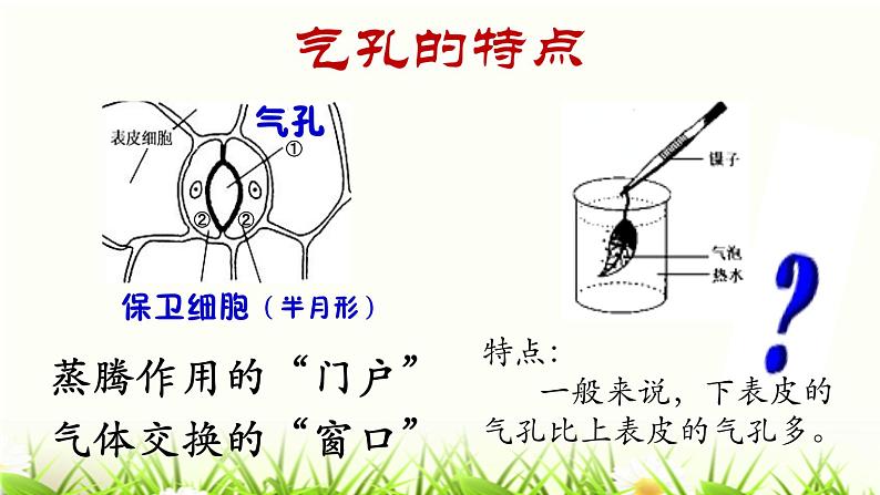 人教版七年级上册生物  3.3 绿色植物与生物圈的水循环 课件05