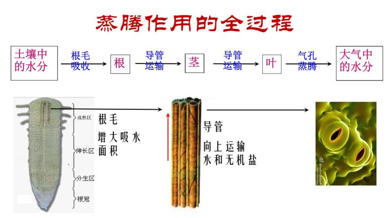 人教版七年级上册生物  3.3 绿色植物与生物圈的水循环 课件06