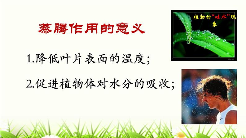 人教版七年级上册生物  3.3 绿色植物与生物圈的水循环 课件08