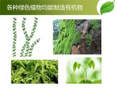 人教版七年级上册生物  3.4 绿色植物是生物圈中有机物的制造者 课件