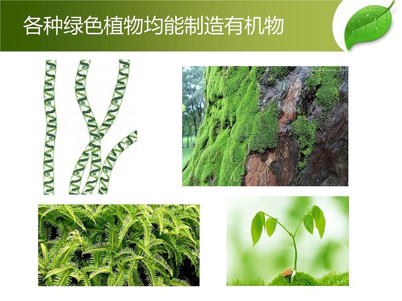 人教版七年级上册生物  3.4 绿色植物是生物圈中有机物的制造者 课件03