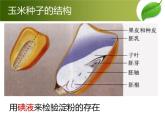 人教版七年级上册生物  3.4 绿色植物是生物圈中有机物的制造者 课件