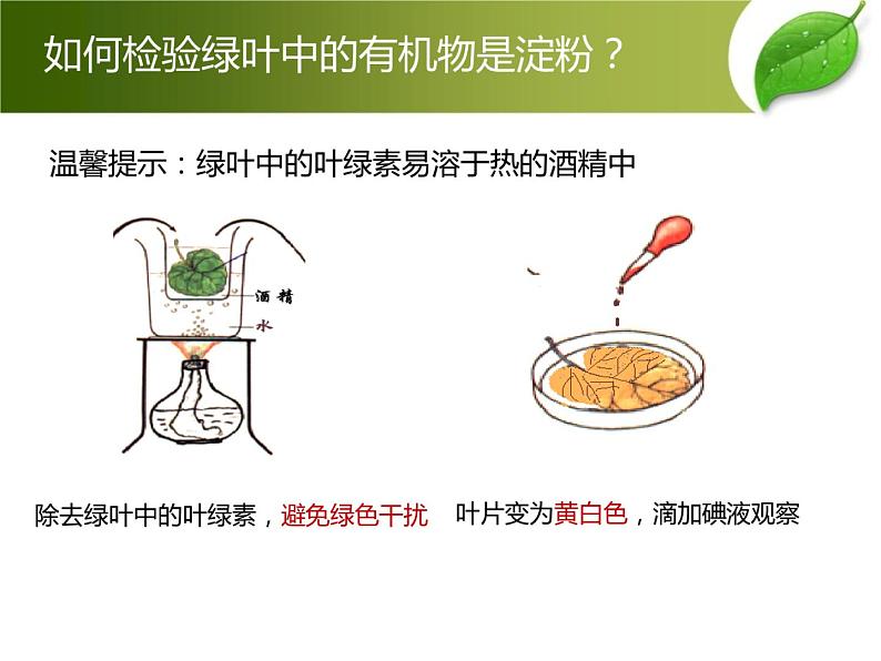 人教版七年级上册生物  3.4 绿色植物是生物圈中有机物的制造者 课件06