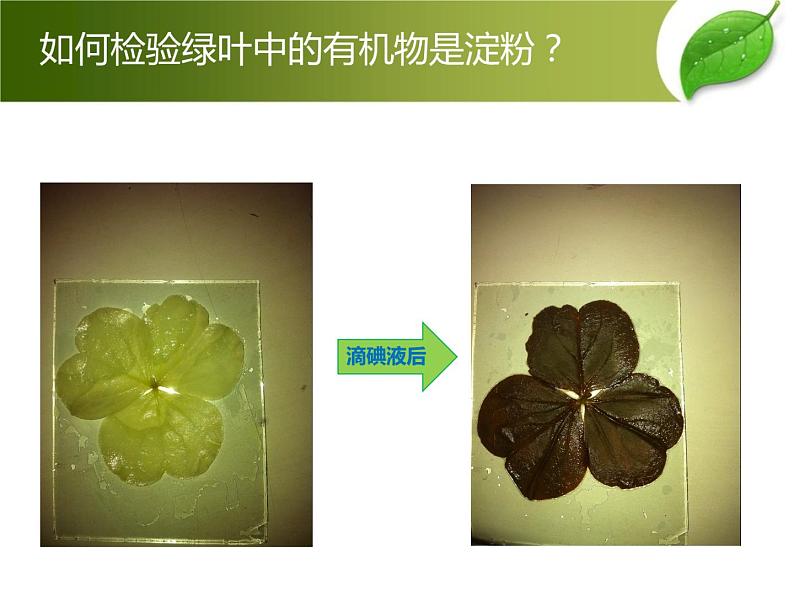 人教版七年级上册生物  3.4 绿色植物是生物圈中有机物的制造者 课件07