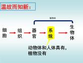 人教版七年级上册生物  2.2.4 单细胞生物 课件