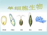 人教版七年级上册生物  2.2.4 单细胞生物 课件