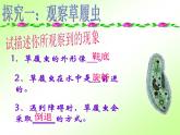 人教版七年级上册生物  2.2.4 单细胞生物 课件