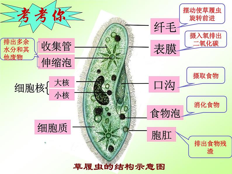 人教版七年级上册生物  2.2.4 单细胞生物 课件07