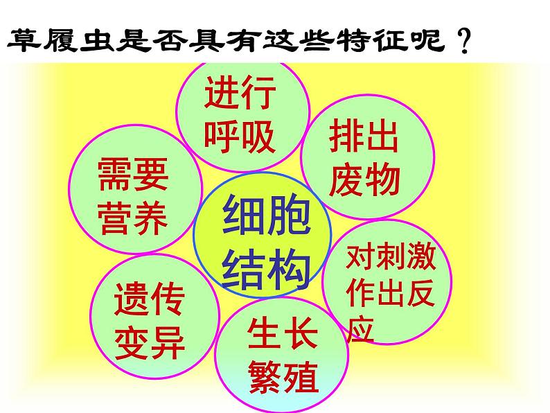 人教版七年级上册生物  2.2.4 单细胞生物 课件08